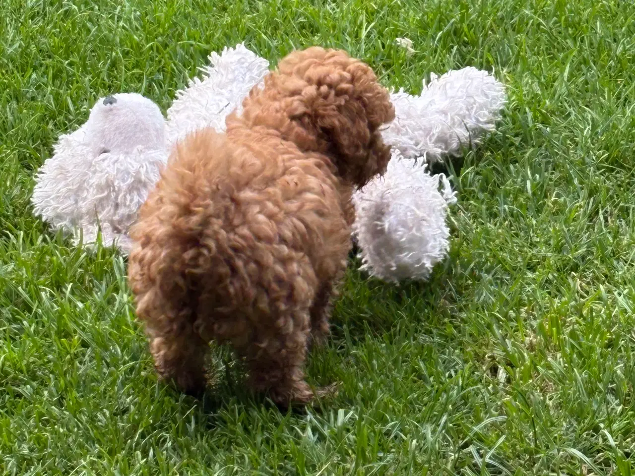 Billede 3 - De dejligste små maltipoo hvalpe