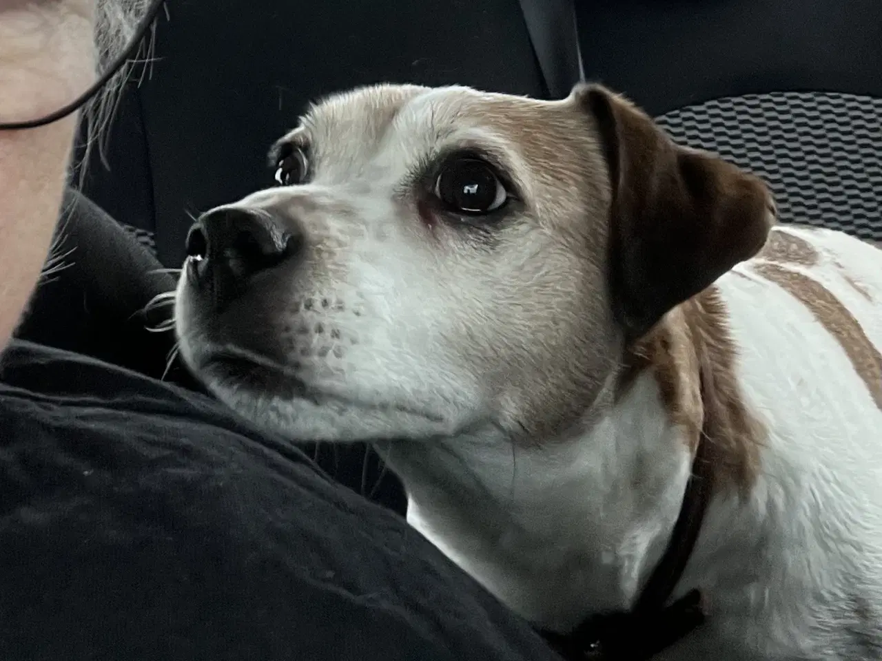 Billede 6 - Tre Dansk Svenske Gårdhunde hvalpe sælges