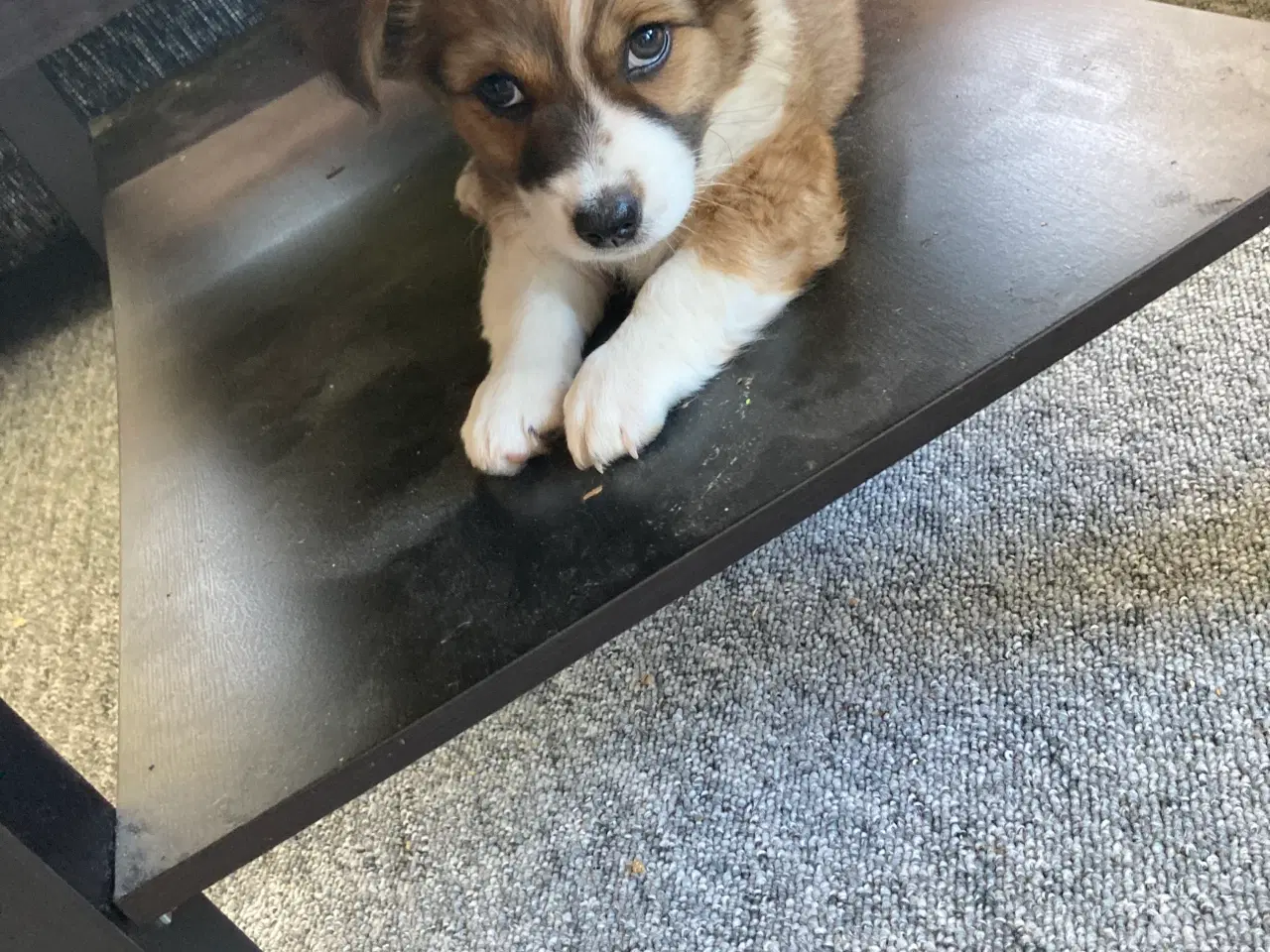 Billede 3 - Corgi terrier