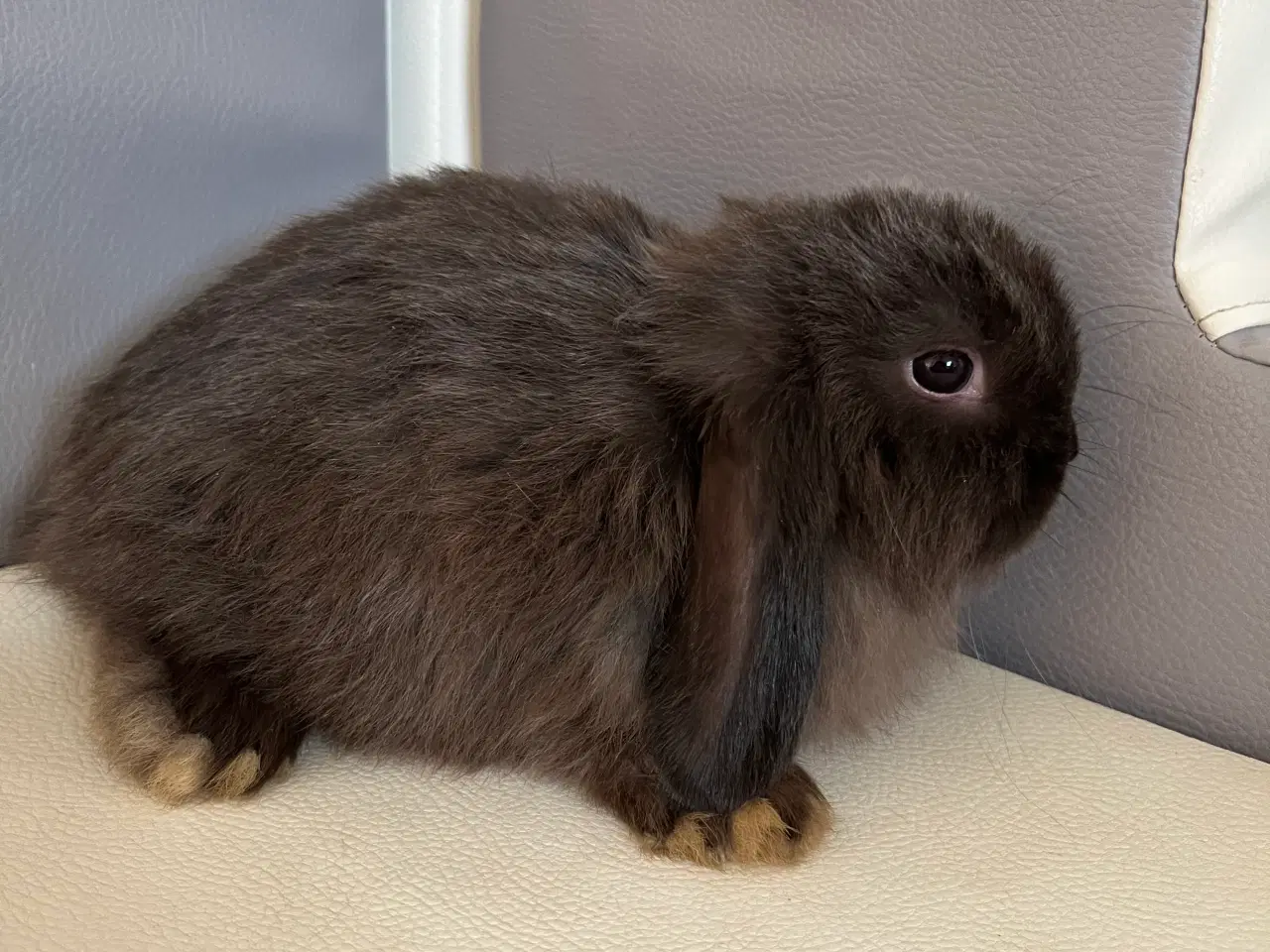 Billede 13 - Minilop