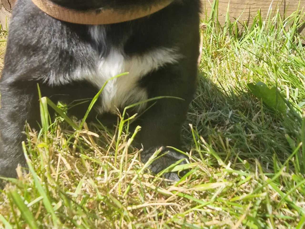 Billede 2 - Hunde hvalpe 