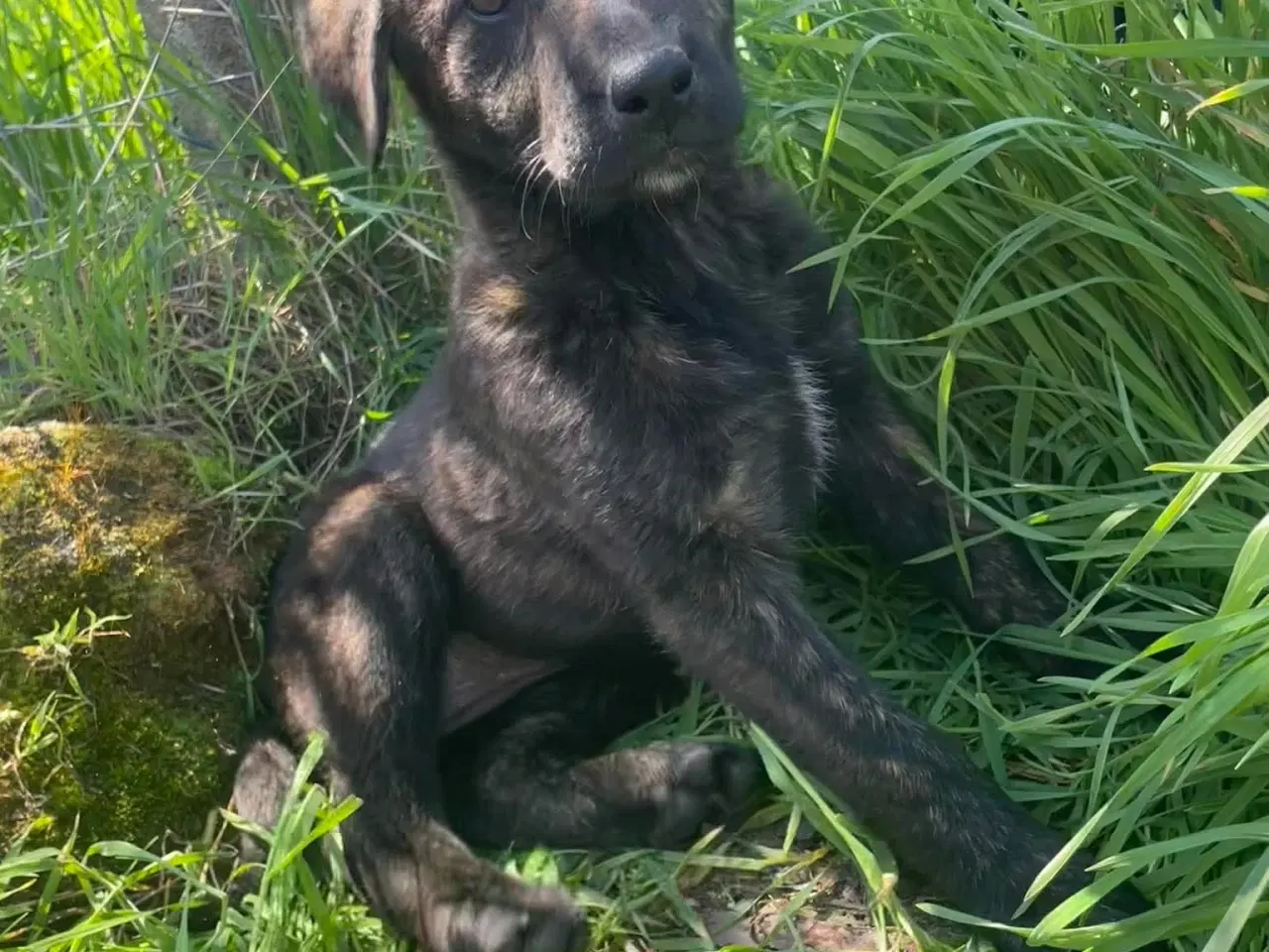 Billede 11 - Kira søger sin egen familie❤️