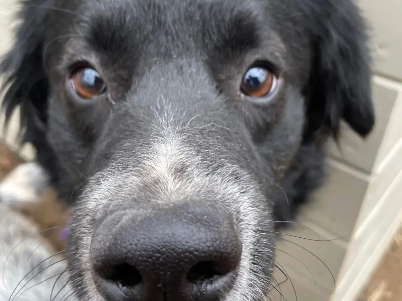 Billede 3 - Vax søger en familie❤️