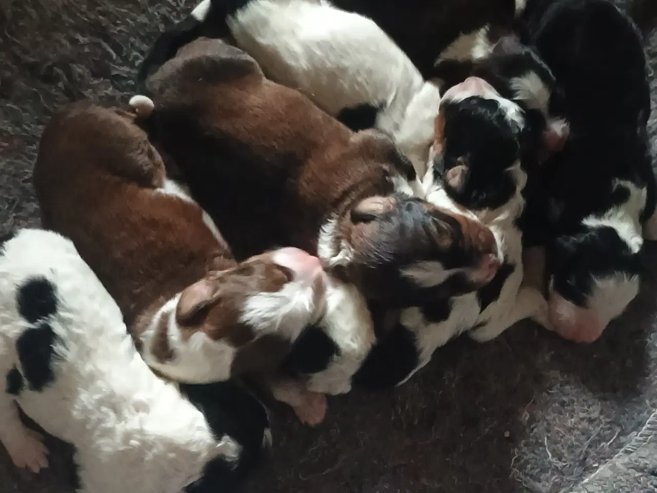 Billede 12 - Cocker Spaniel 