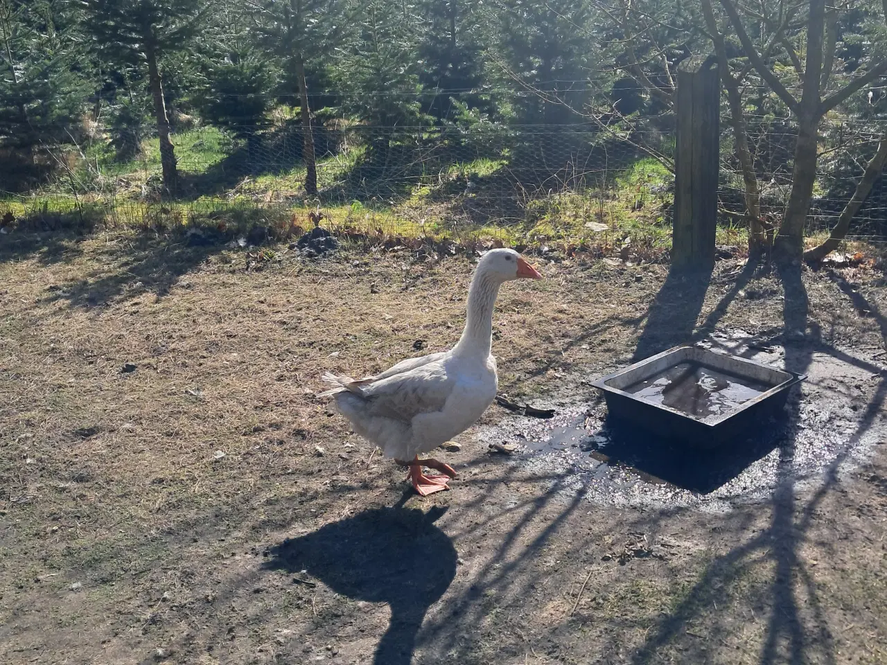 Billede 3 - 2 Emden gæs + gase