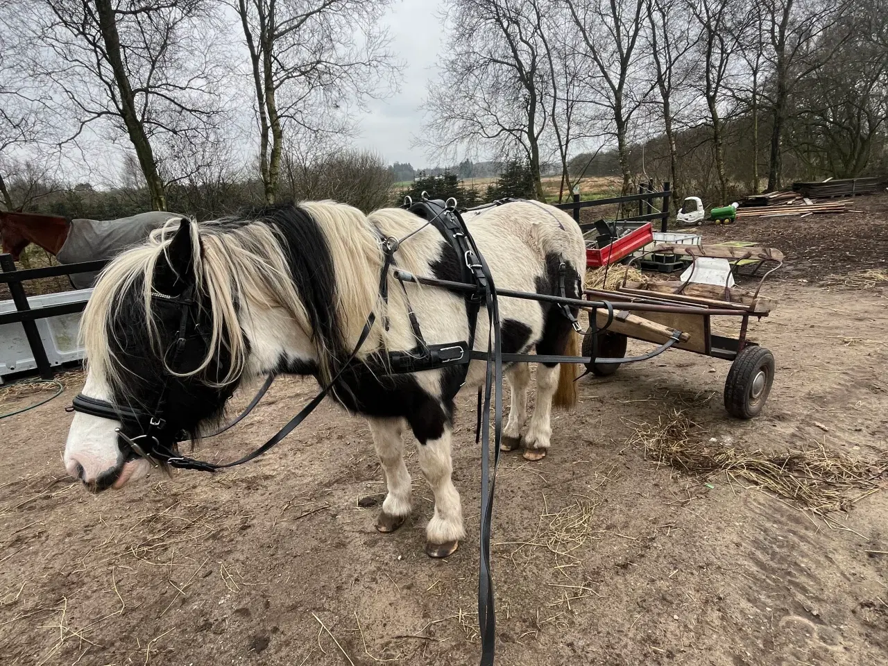 Billede 3 - Fin lille sulky til pony