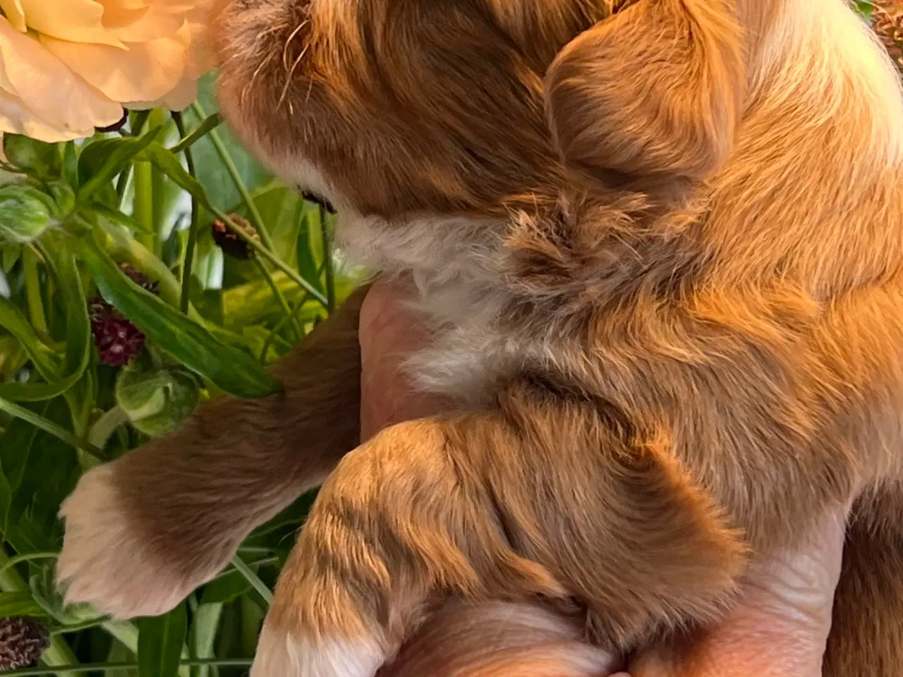 Billede 9 - Smukke Røde & Abrikos 