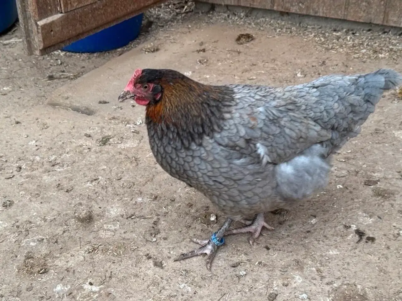 Billede 6 - Maran blå kobberfarvet rugeæg