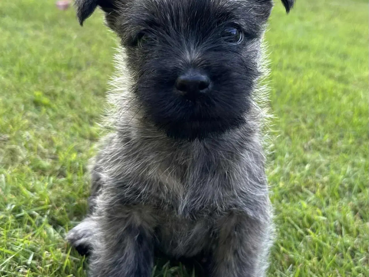 Billede 1 - Cairn terrier hvalpe, ægte uden stambog