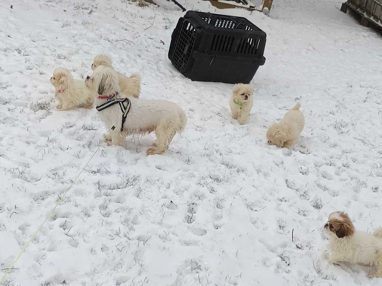 Billede 13 - Lækre hvapser 