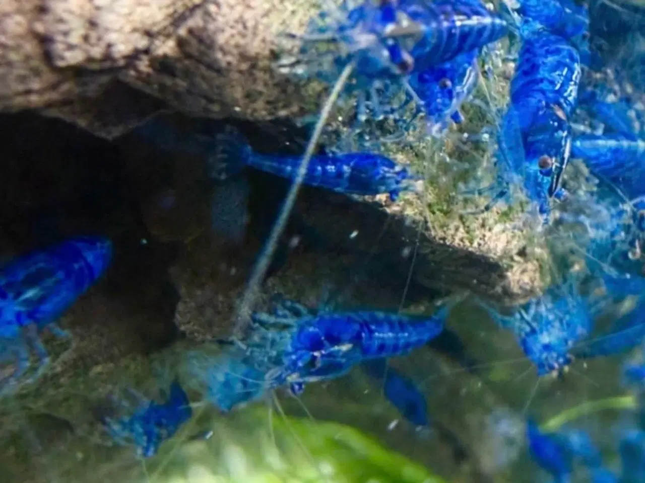Billede 3 - 💙Flotte blå rejer