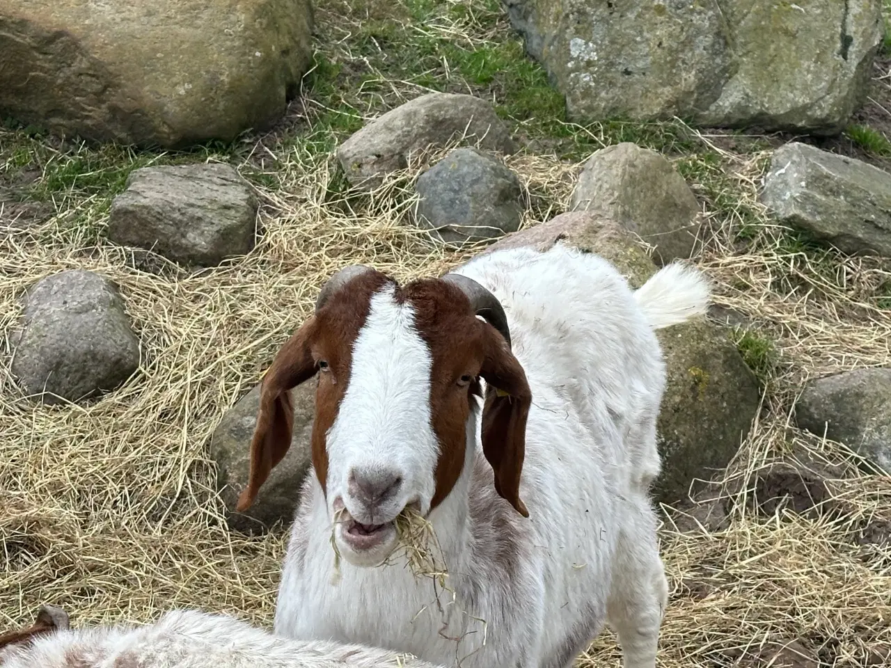 Billede 2 - Boer geder kastrater 2-4 år