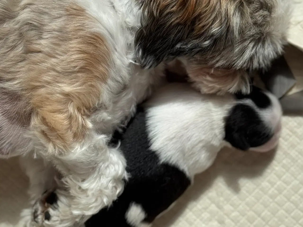 Billede 19 - Ægte Shih Tzu 30. september 2025