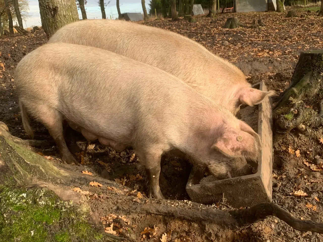 Billede 2 - Dansk landrace anno 70
