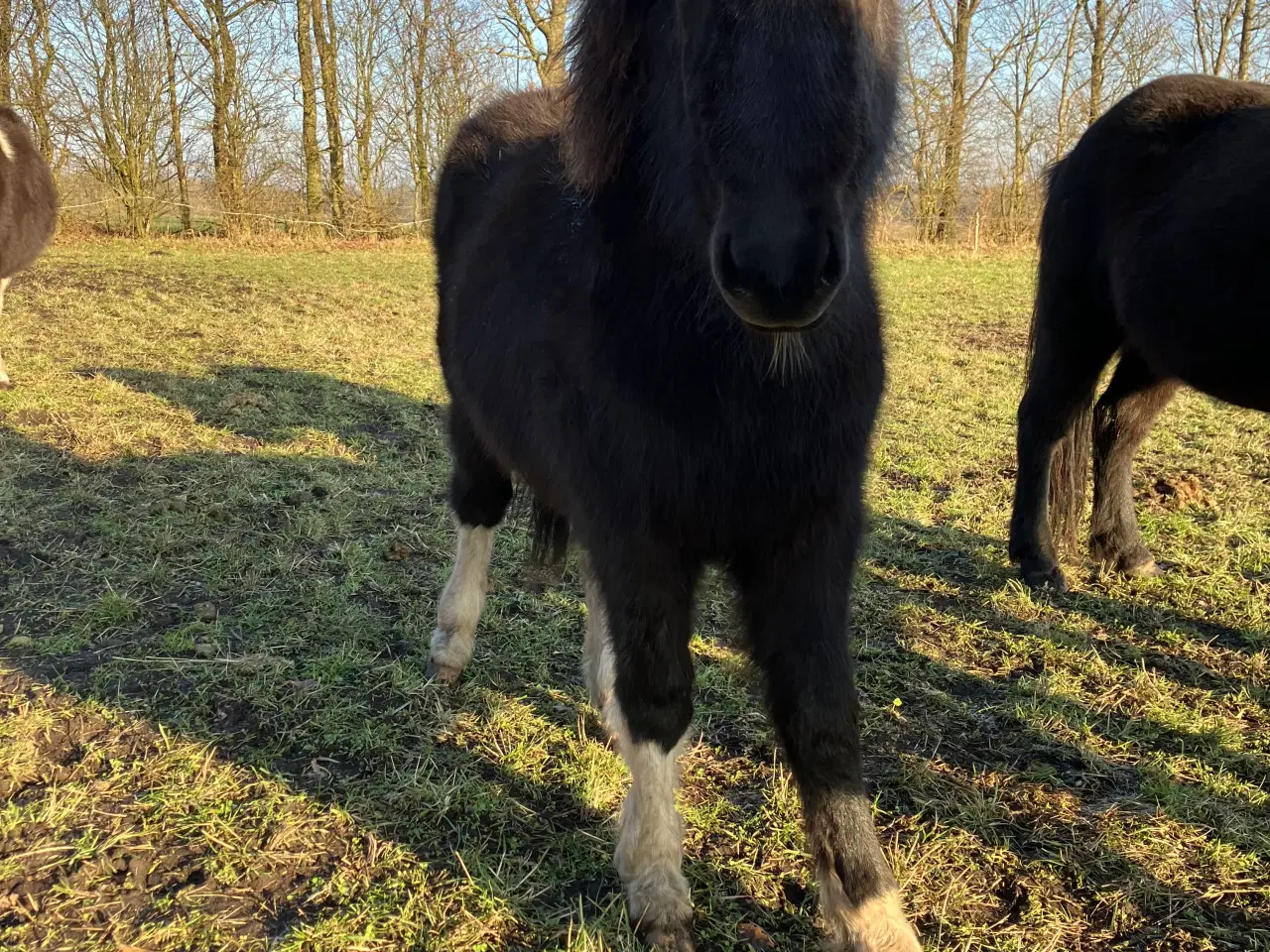 Billede 1 - 3 islænderføl fra 2025