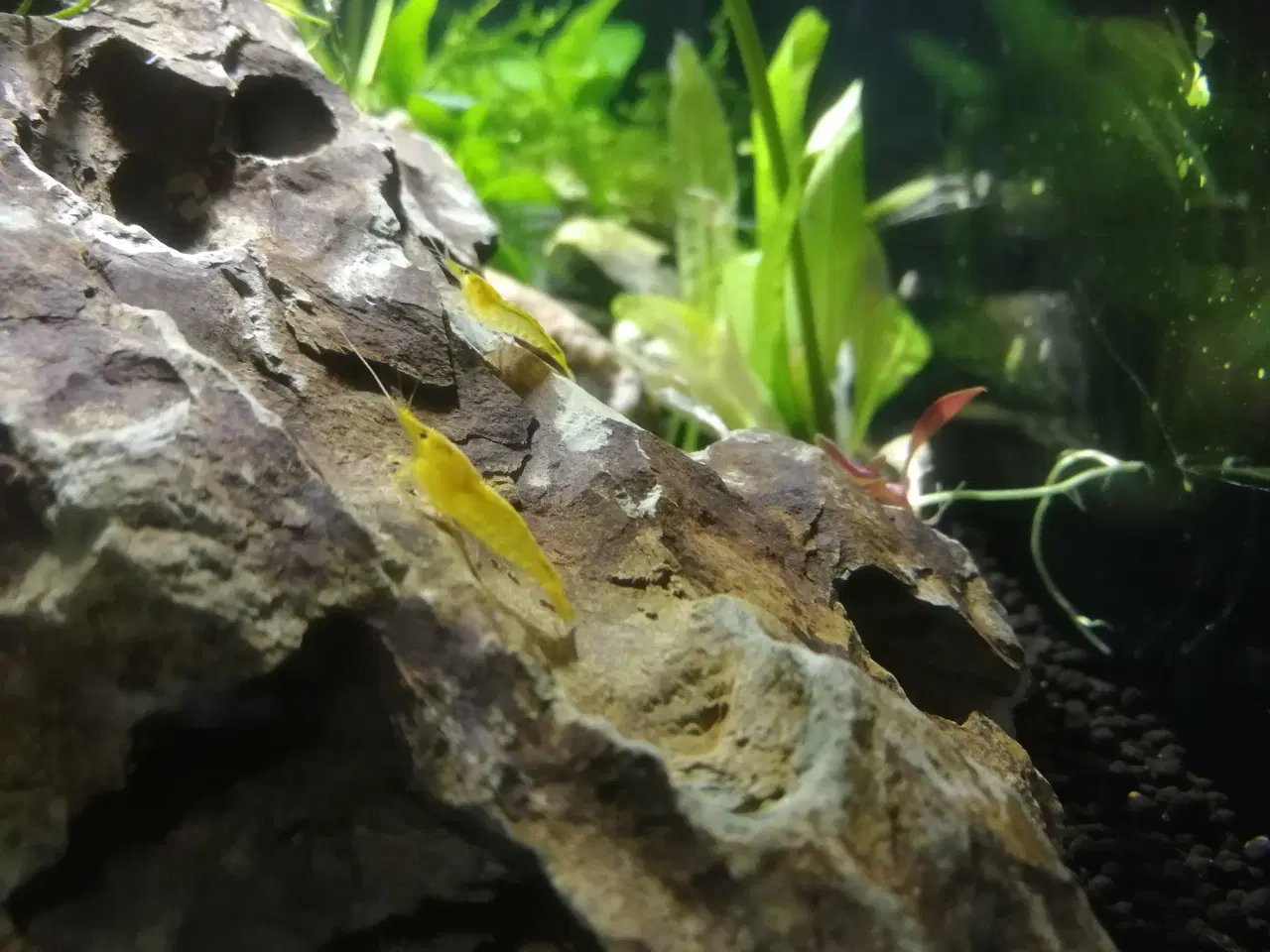 Billede 1 - Gule Rejer Yellow Fire Neo 