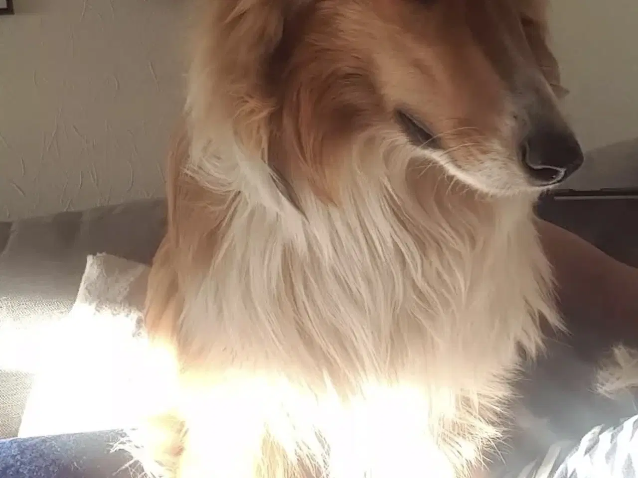 Billede 5 - Skønne LabCollie Hvalpe