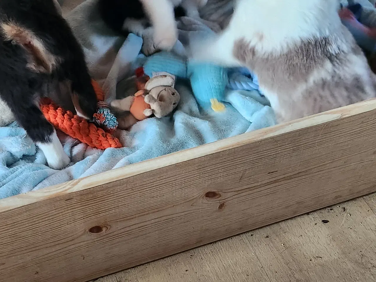 Billede 6 - Border collie/ Australien Shepherd mix