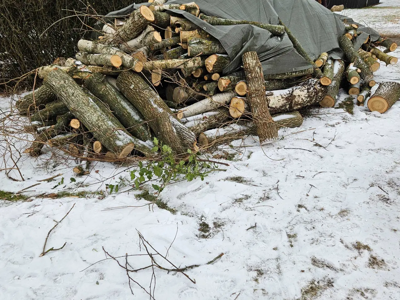 Billede 1 - Blandet træ sælges.