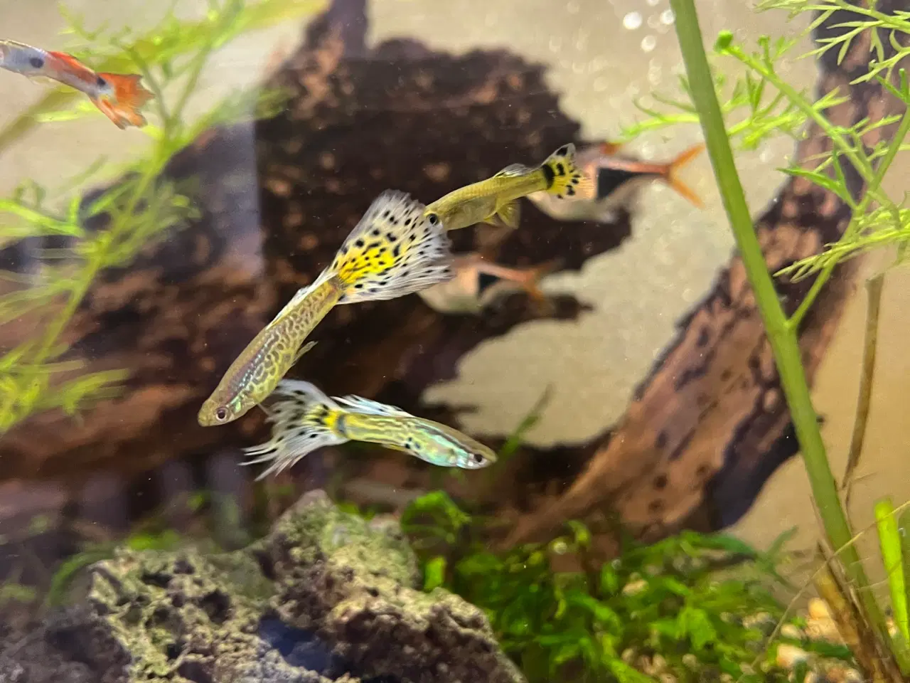 Billede 4 - Flotte guppyer i gule og orange farver.