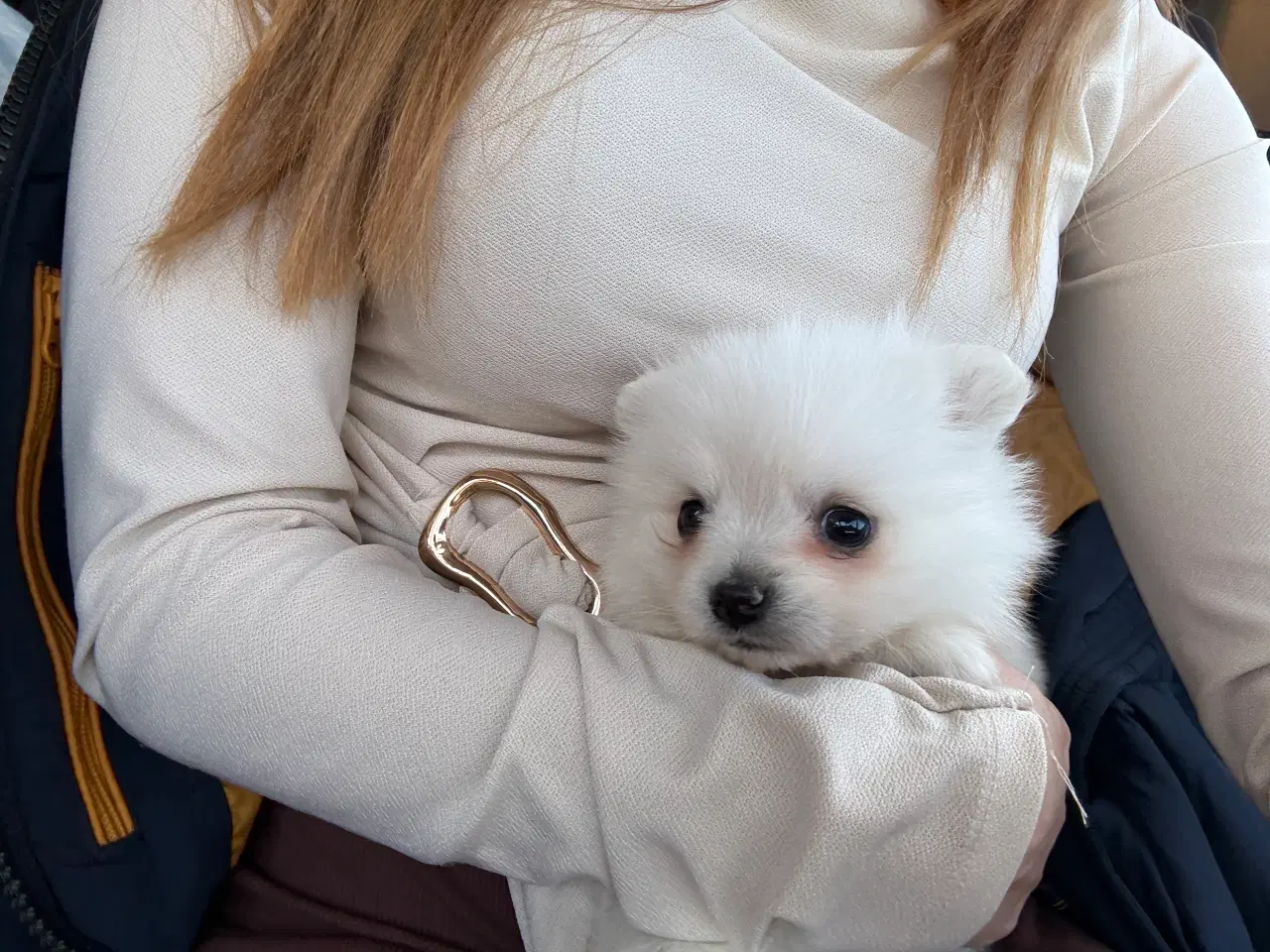 Billede 3 - Kærlig Pomeranian pige-hvalp – fuldt vaccineret,