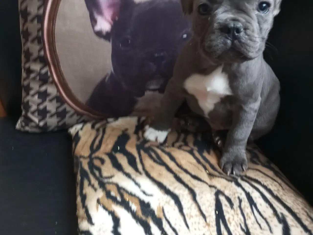 Billede 4 - Fransk Bulldog Hvalpe