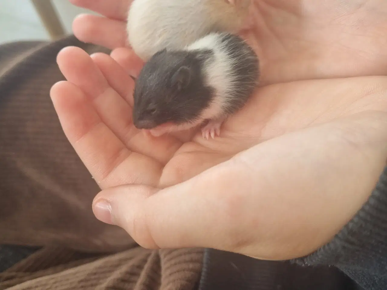 Billede 1 - Guldhamster unger sælges