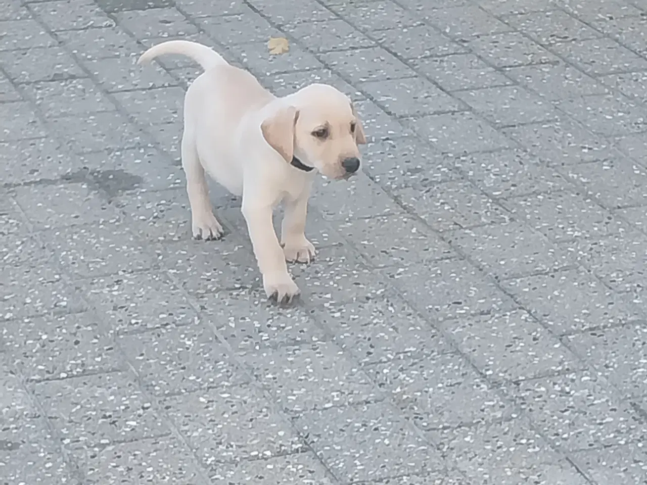 Billede 3 - Gule labrador hvalpe.