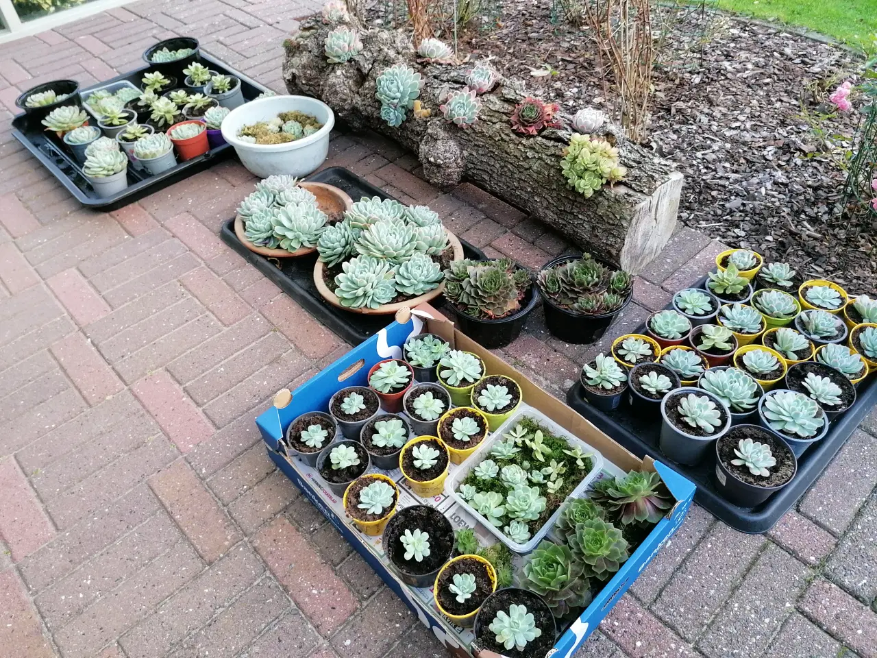 Billede 3 - Husløg til dekoration.