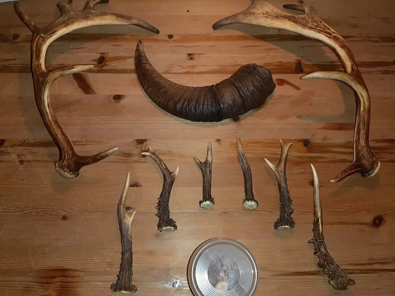 Billede 1 - Rav klumper 36 gram og 9 stk gevir.