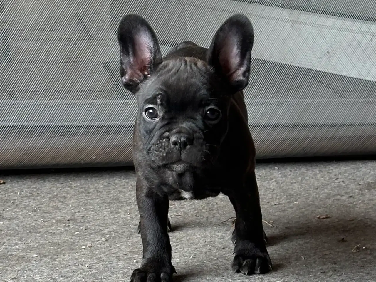 Billede 1 - Fransk bulldog hvalp