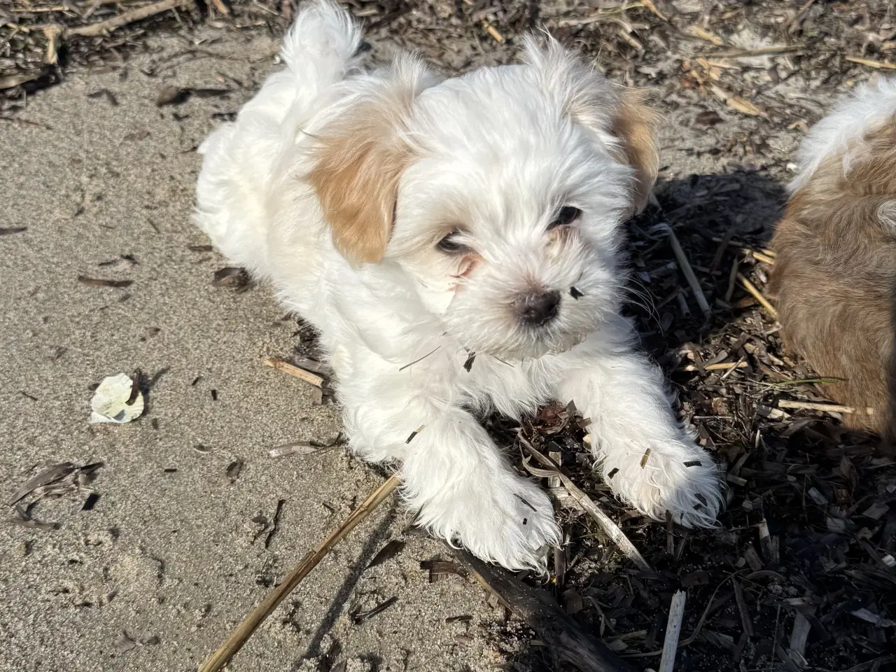 Billede 2 - Han, 7 uger