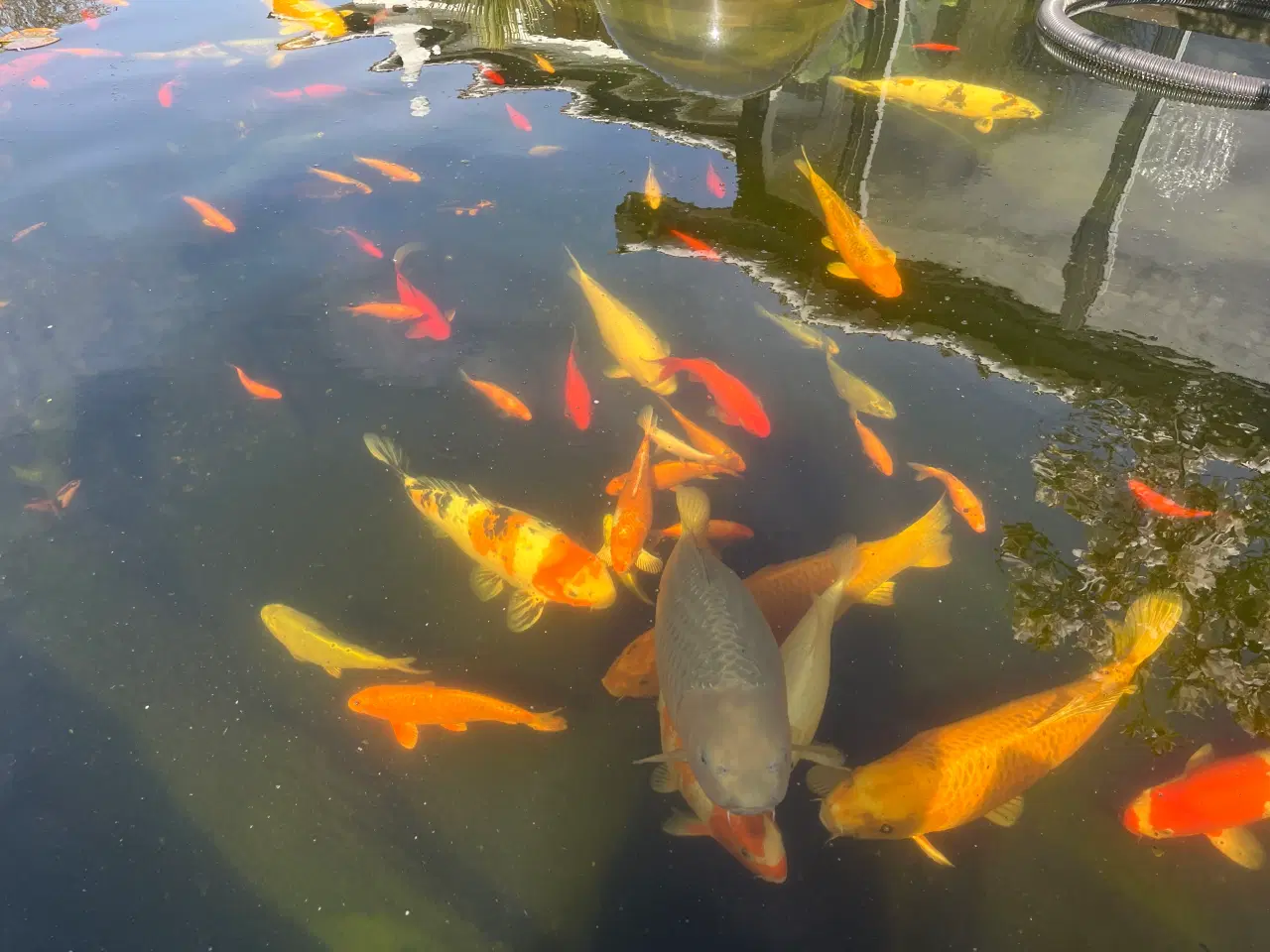 Billede 3 - Japanske koi karper 