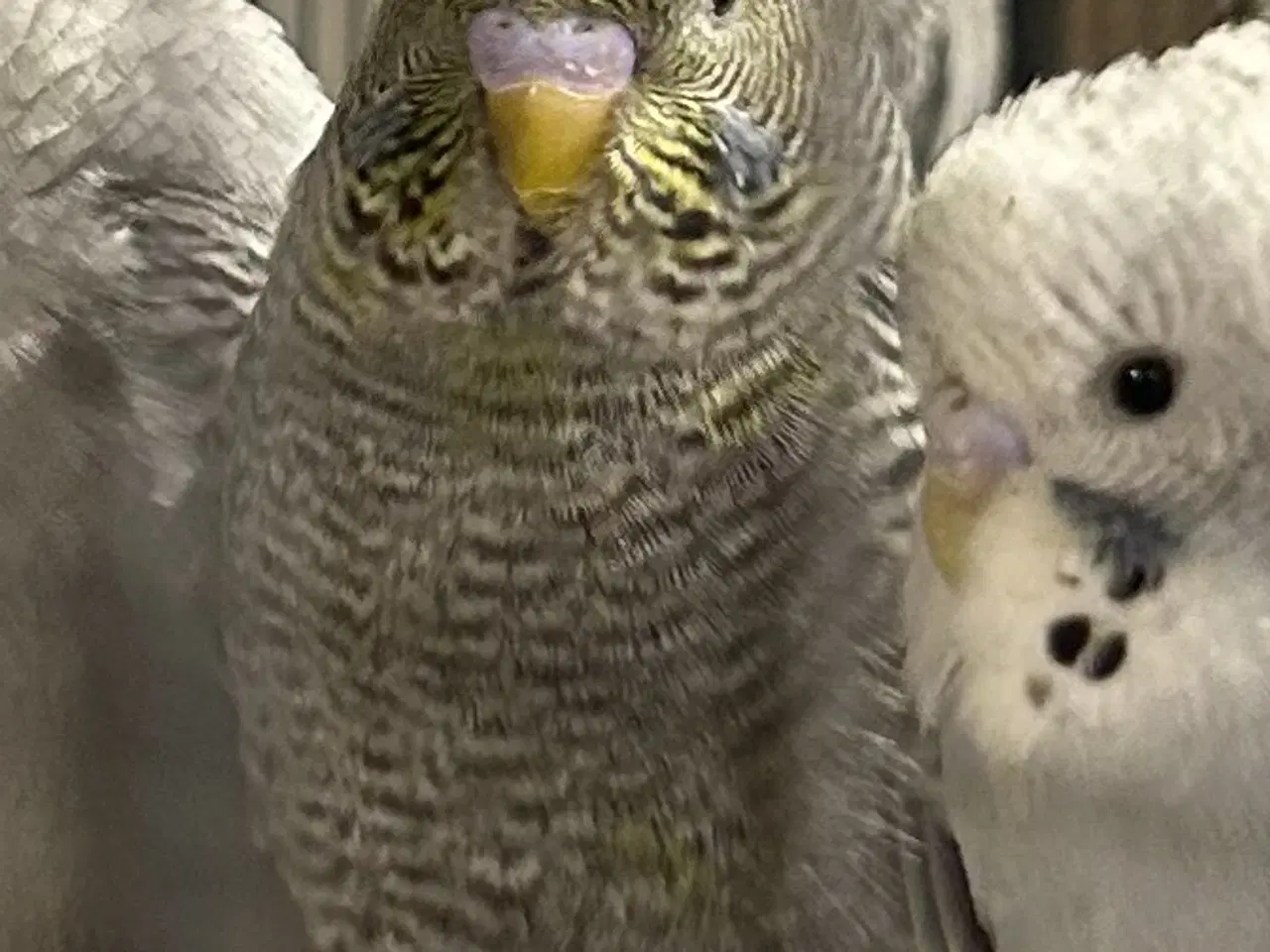 Billede 2 - Blackface 