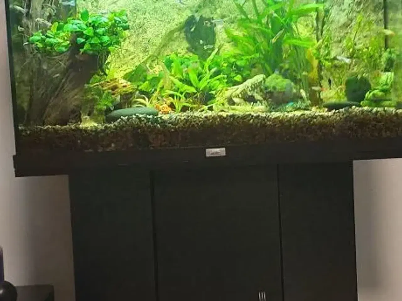 Billede 1 - Akvarium med mange fisk