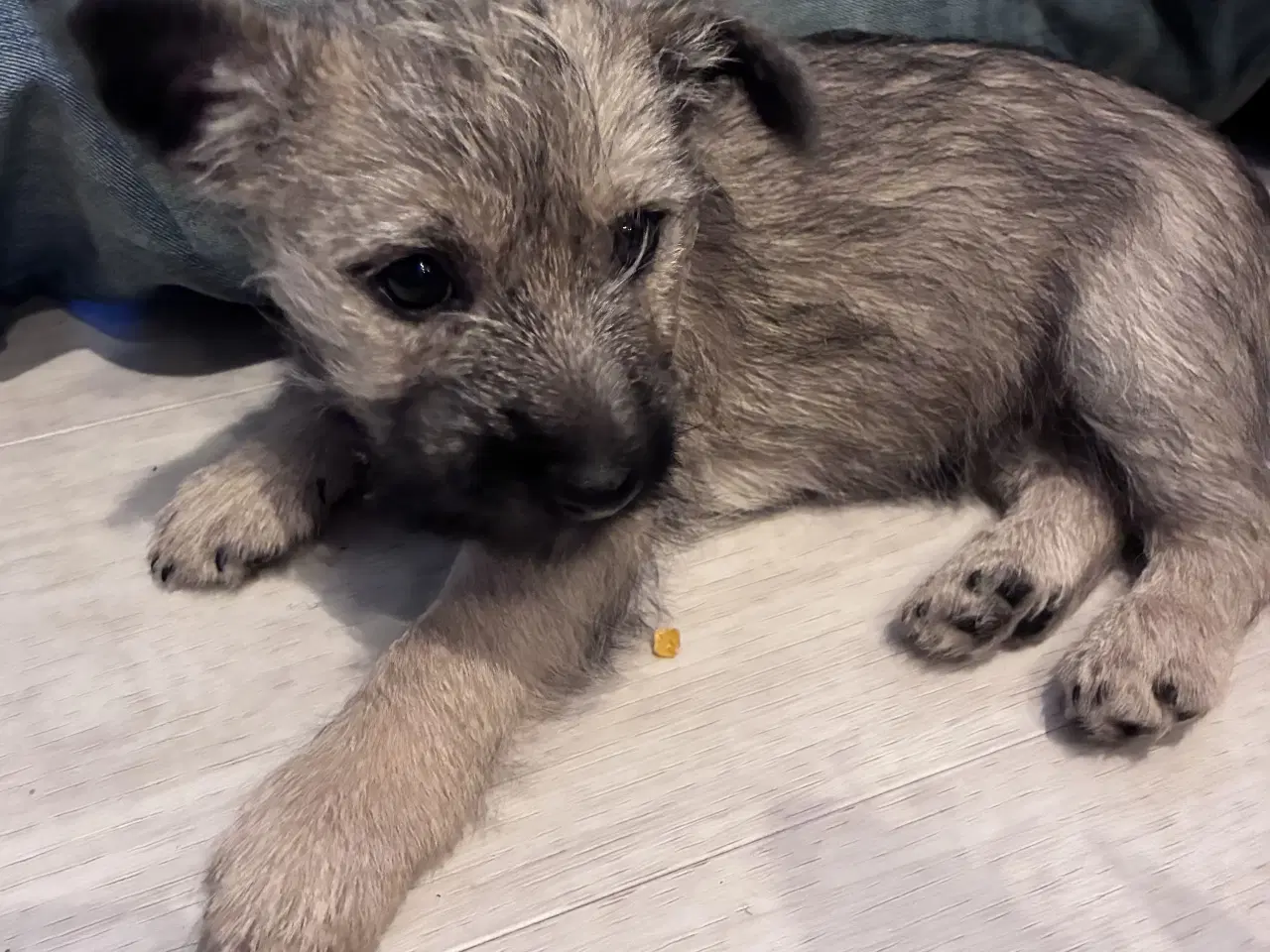 Billede 2 - KUN 2 TILBAGE -skønne Cairn tæver