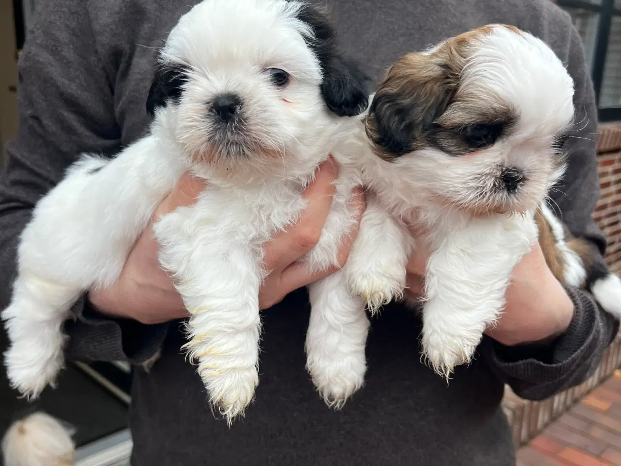 Billede 5 - Shih Tzu hvalpe