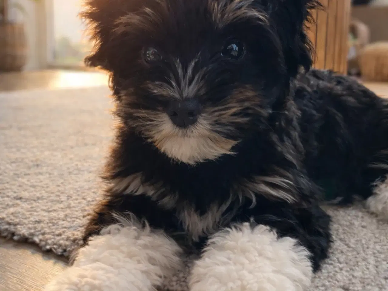 Billede 1 - Bishon havanaise tæve med DKK plus stamtavle 