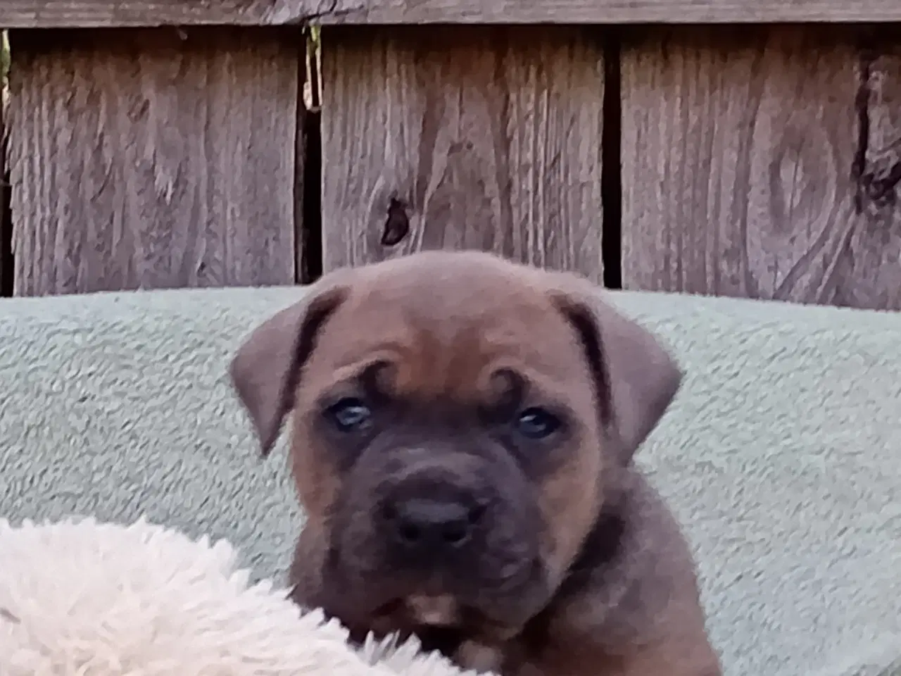 Billede 1 - Store kraftige Cane Corso x Rottweiler mix