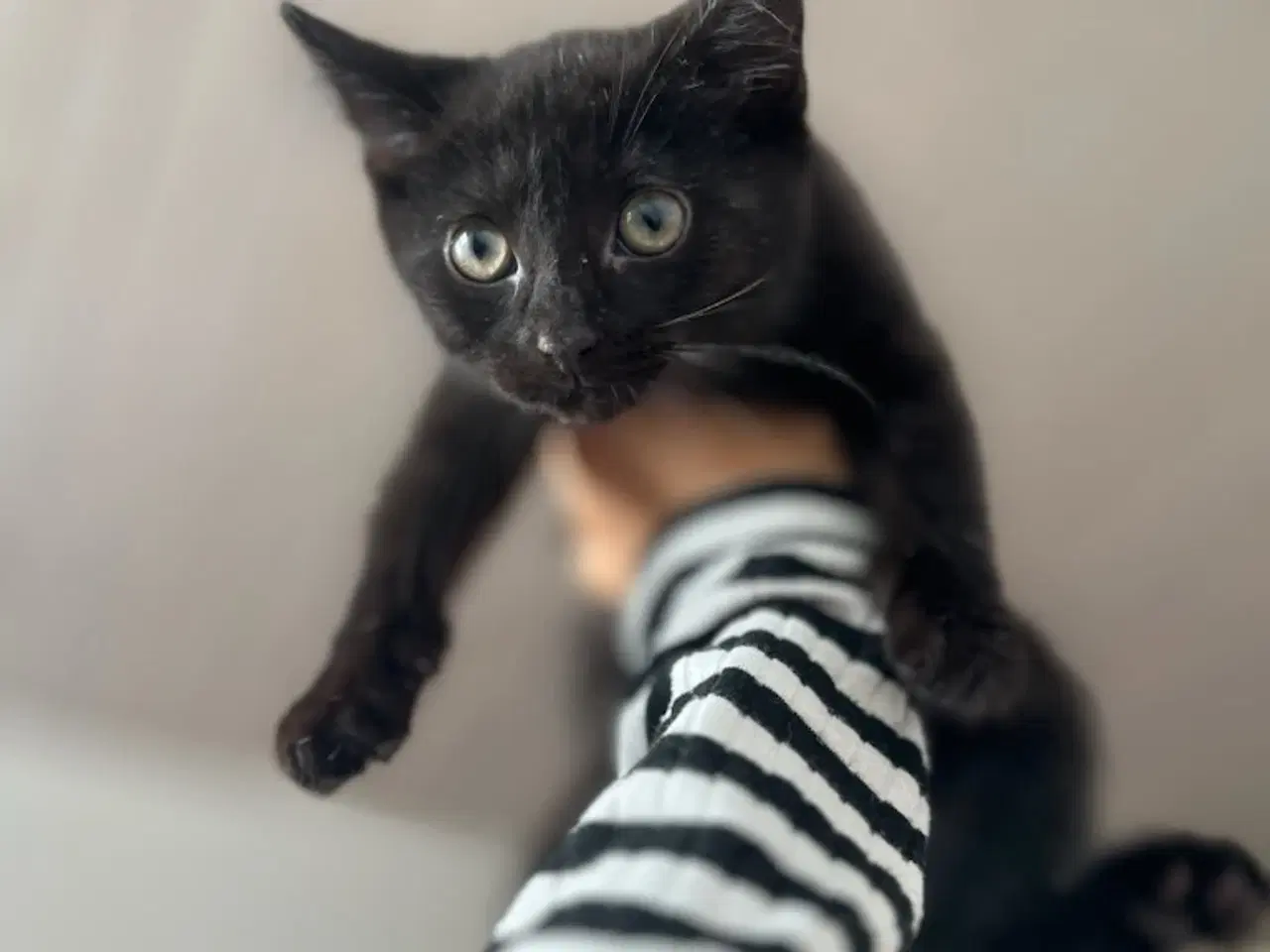 Billede 2 - Ragdoll/ marinecoon blanding 