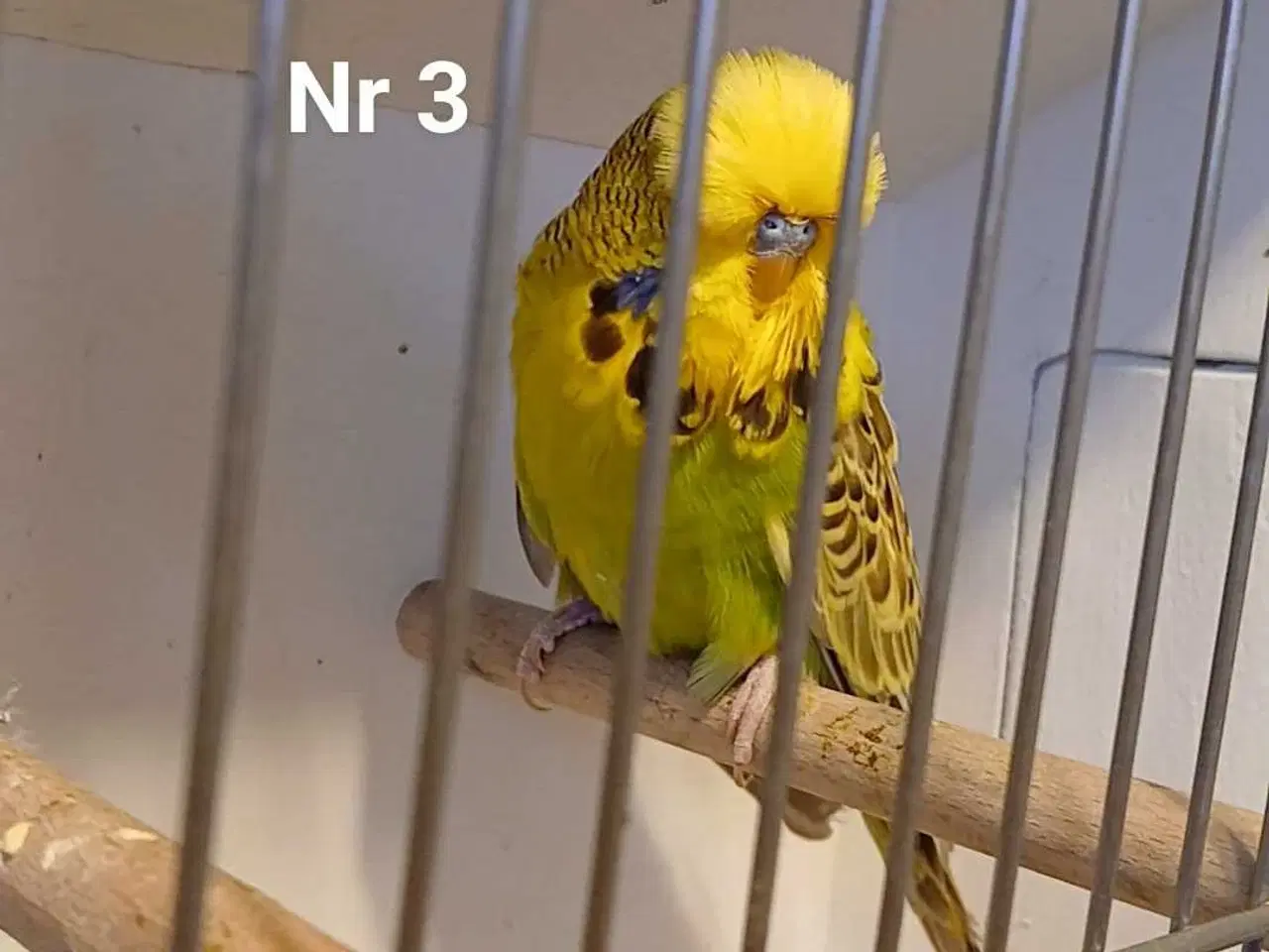 Billede 9 - Engelske undulater 