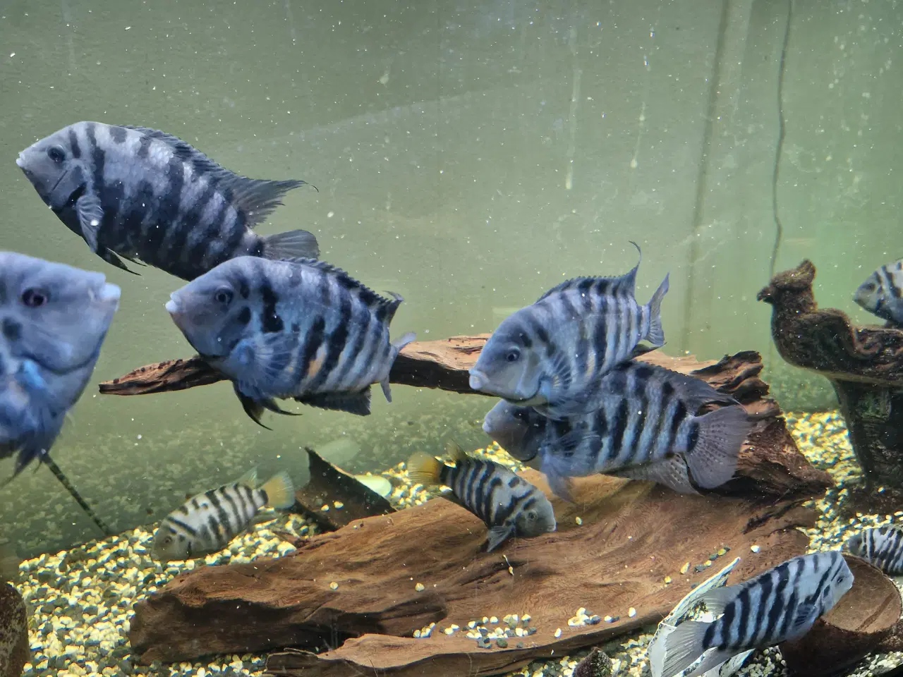 Billede 4 - Zebra cichlider “Amatitlania nigrofasciata”