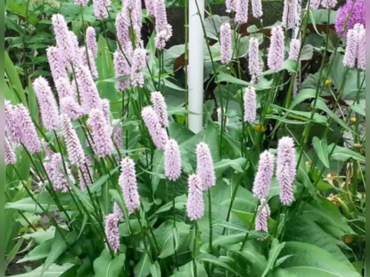 Billede 3 - Prydgræsser planter elefantgræs Little zebra, 