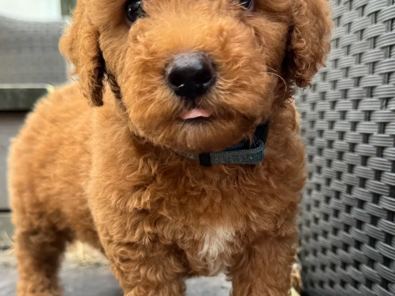 Billede 8 - Goldendoodle babyer 🥰🐾