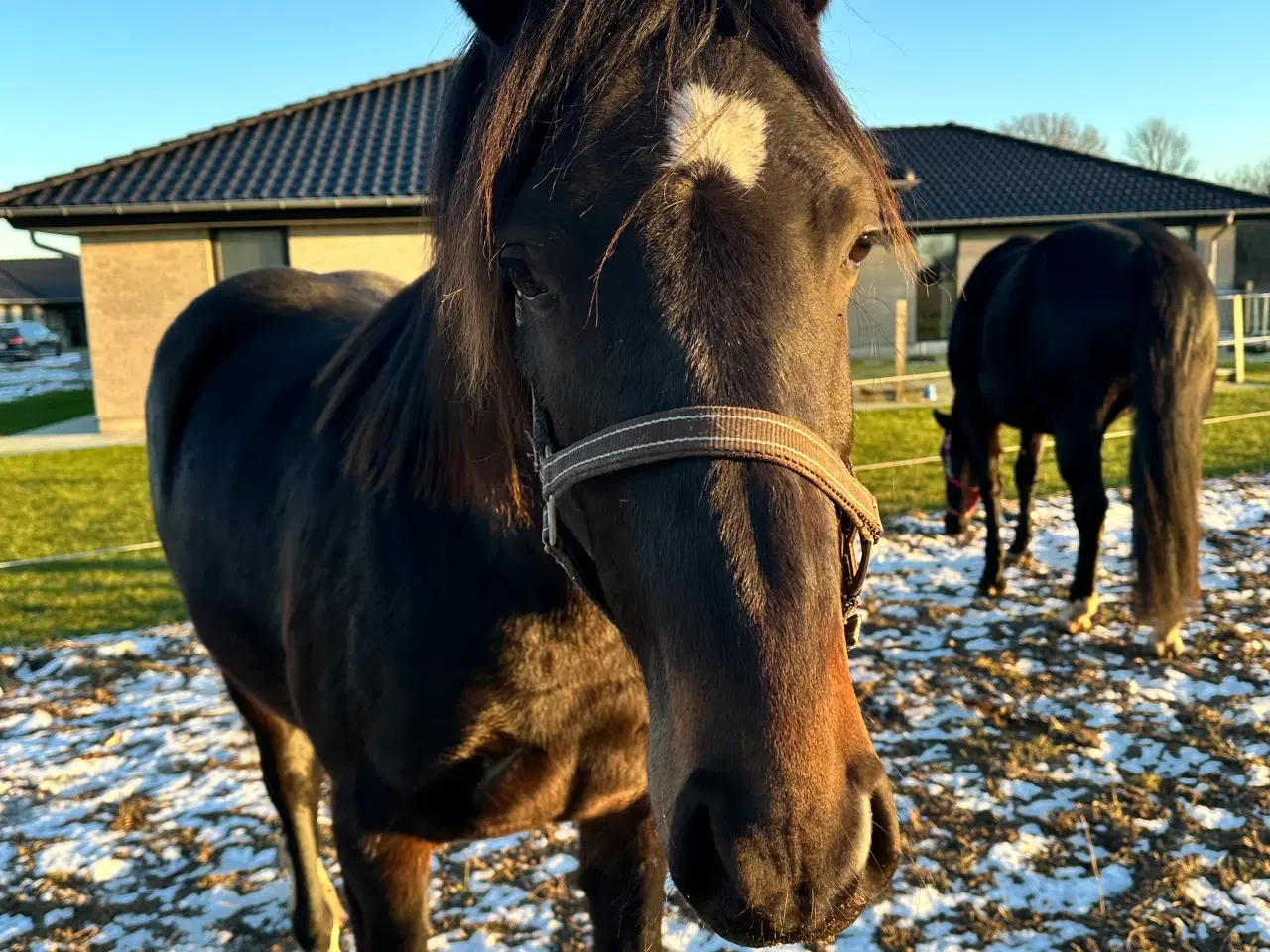 Billede 2 - Welsh partbreed 2 års