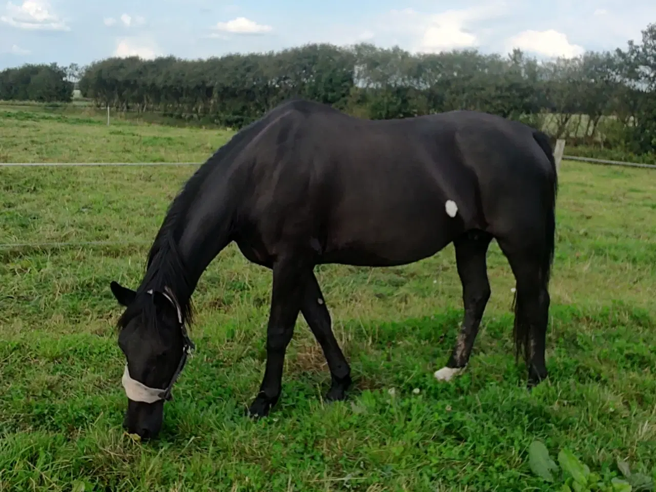 Billede 1 - Oldenborg 