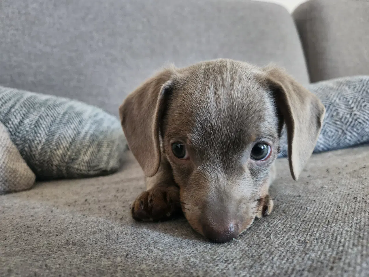 Billede 11 - Chiweenie hvalpe til salg – Chihuahua x gravehound