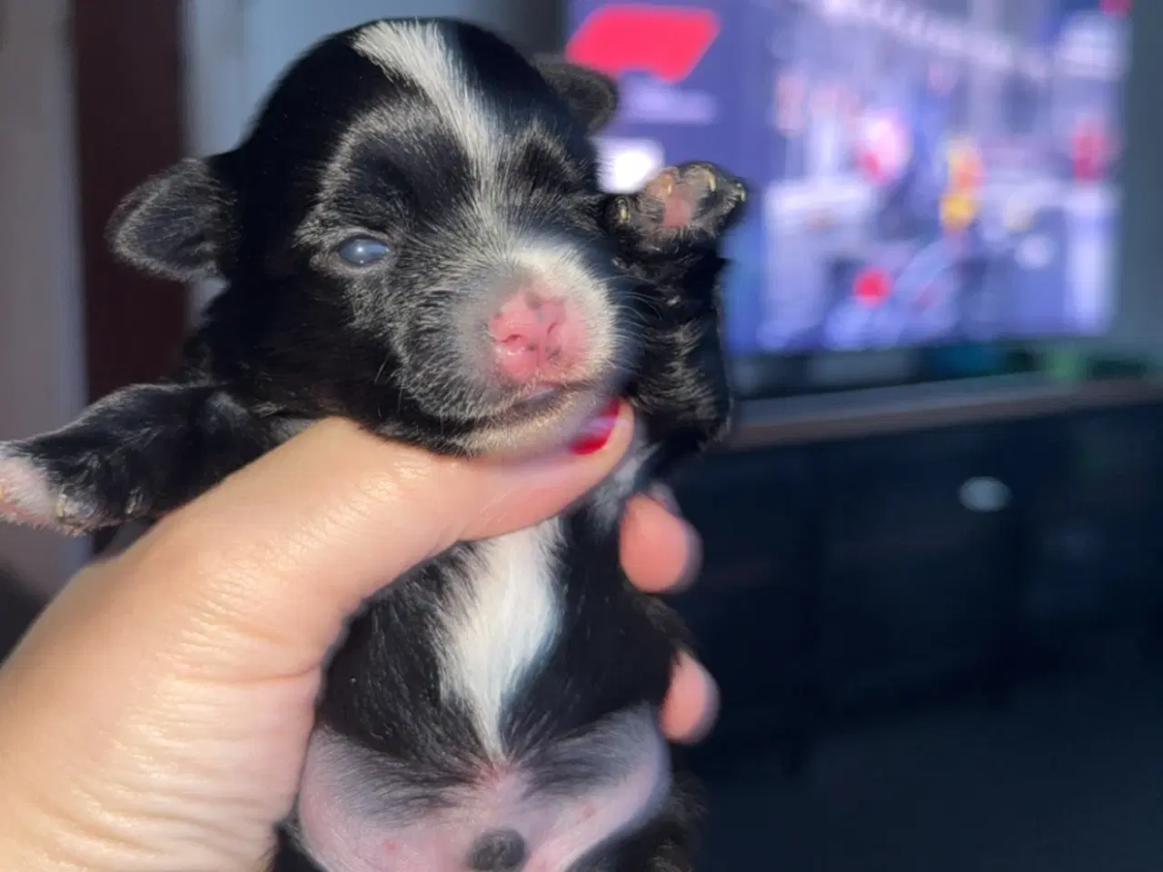 Billede 4 - Mini yorkshire terrier