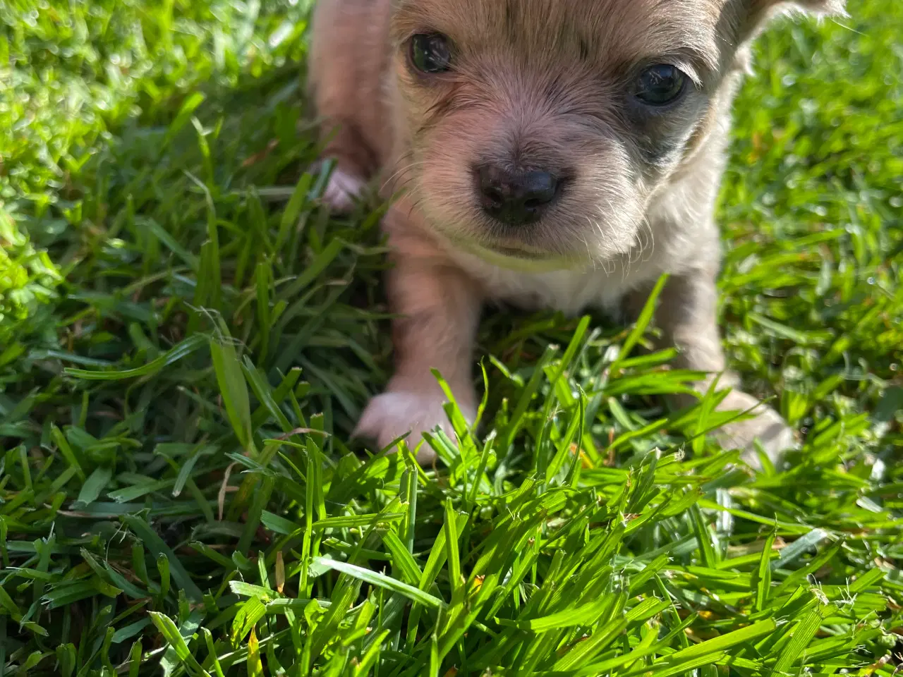 Billede 4 - Chihuahua langhåret