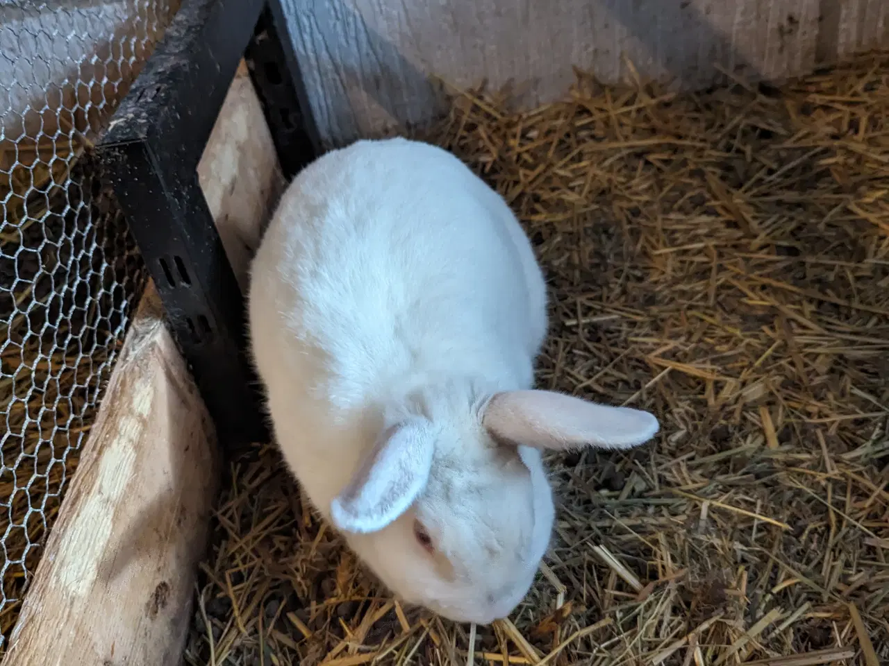 Billede 2 - Søde hun kaniner